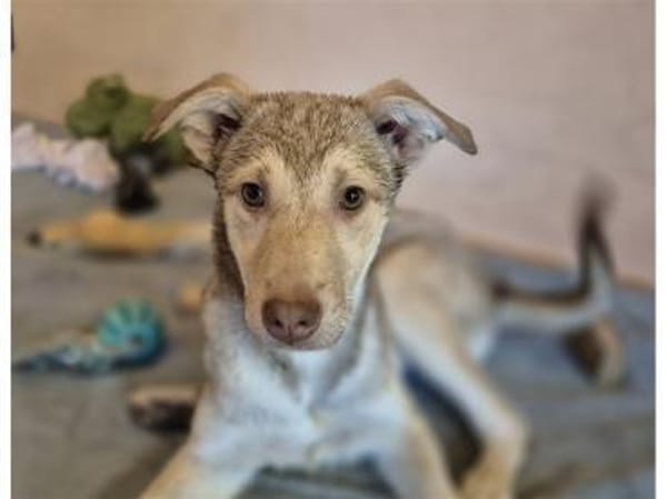 Savio - wartet in 96160 Geiselwind