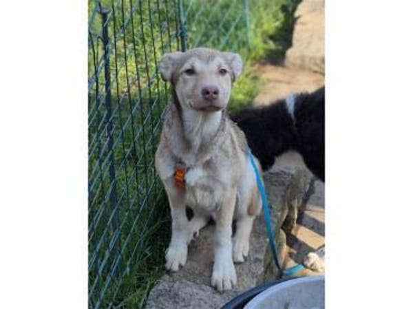 Savio - wartet in 96160 Geiselwind