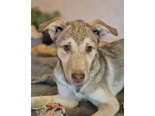 Savio - wartet in 96160 Geiselwind