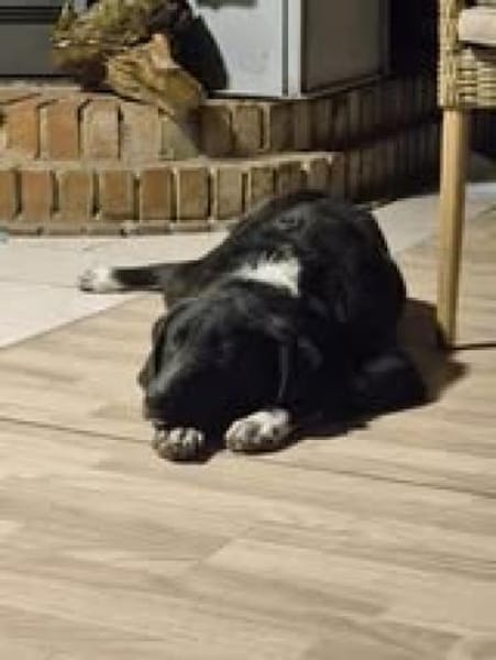 Joschi sucht seine Familie für immer