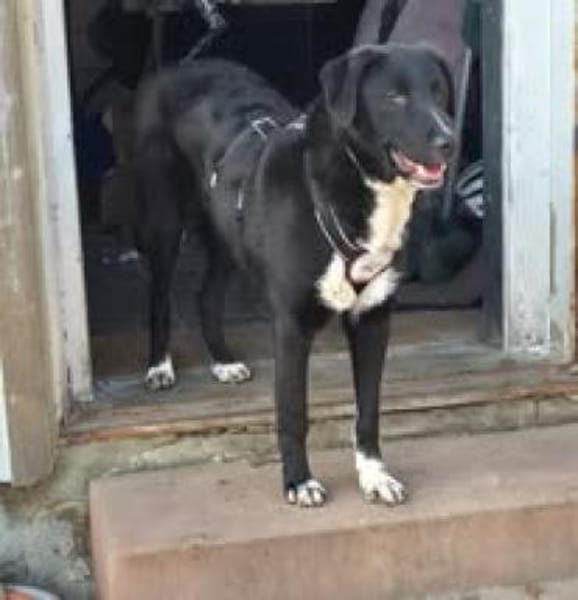 Joschi sucht seine Familie für immer