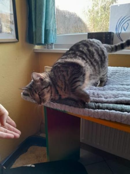 Nelly - verschmuste Katze