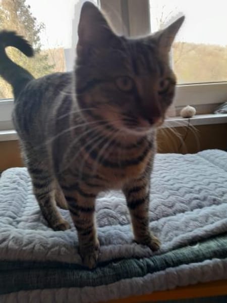 Nelly - verschmuste Katze