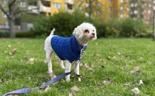 Für-Immer-Zuhause für Curly gesucht