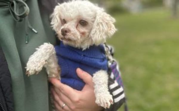 Für-Immer-Zuhause für Curly gesucht