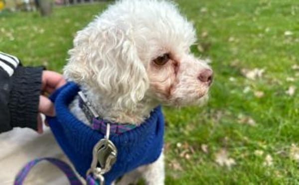 Für-Immer-Zuhause für Curly gesucht