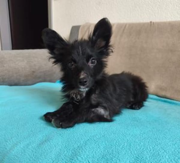 TWIX-selbstbewußter, aktiver Welpen-Rüde