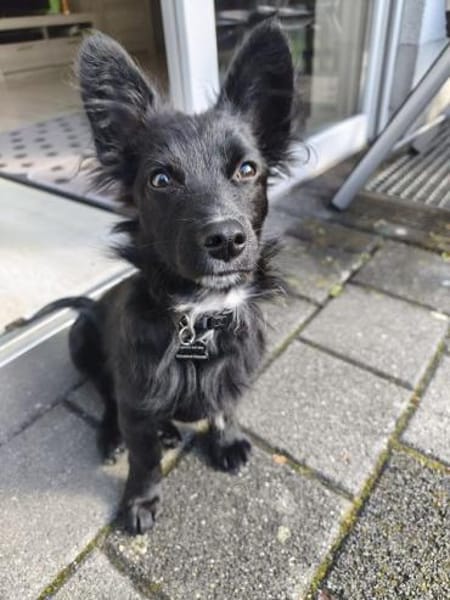 TWIX-selbstbewußter, aktiver Welpen-Rüde