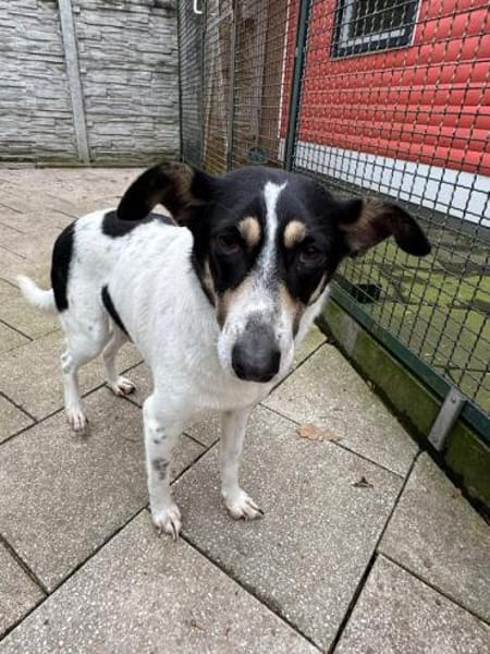 AMANDA-fröhliche,menschenbezogene Hündin