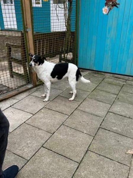 AMANDA-fröhliche,menschenbezogene Hündin