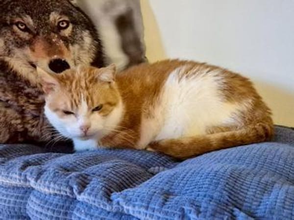 Ragu sucht ruhiges Zuhause