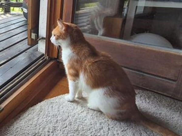 Ragu sucht ruhiges Zuhause