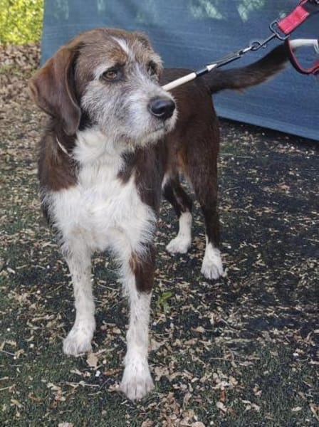 Unkomplizierter Freund fürs Leben HARLEY