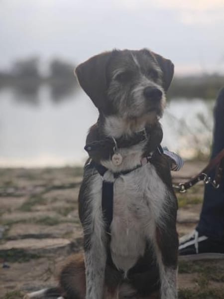 Unkomplizierter Freund fürs Leben HARLEY