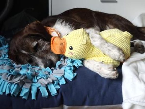 Unkomplizierter Freund fürs Leben HARLEY