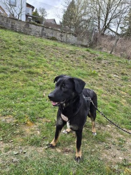 Dora sucht ihre Menschen💕🍀🐾