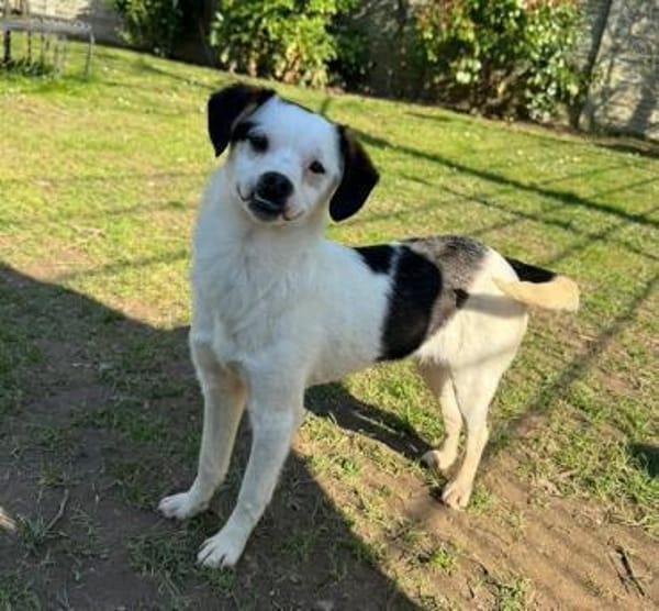 MINOU-zuckersüße Jung-Hündin