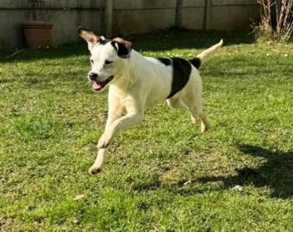 MINOU-zuckersüße Jung-Hündin