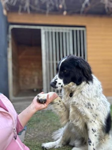Hunter wartet so sehr auf ein Zuhause