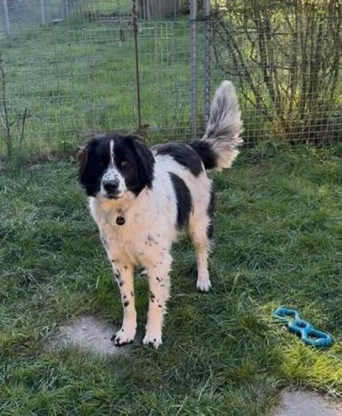 Hunter wartet so sehr auf ein Zuhause