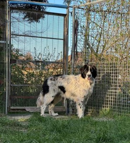 Hunter wartet so sehr auf ein Zuhause