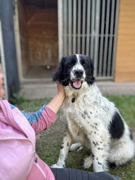 Hunter wartet so sehr auf ein Zuhause