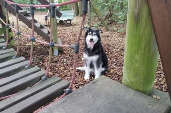 Ciccio-wartet auf Pflegestelle in Berlin