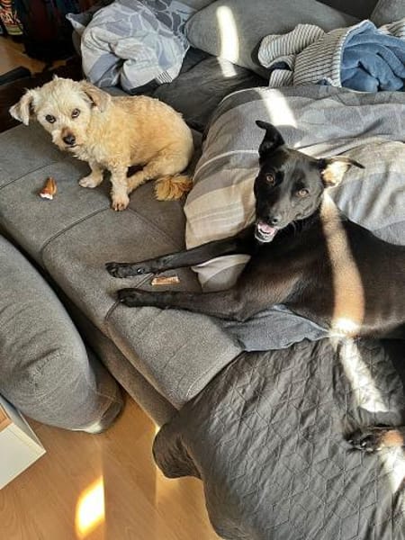 Bella auf einer Pflegestelle