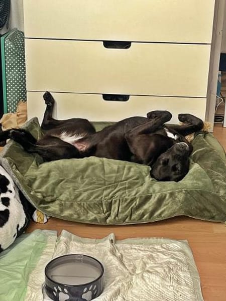 Bella auf einer Pflegestelle