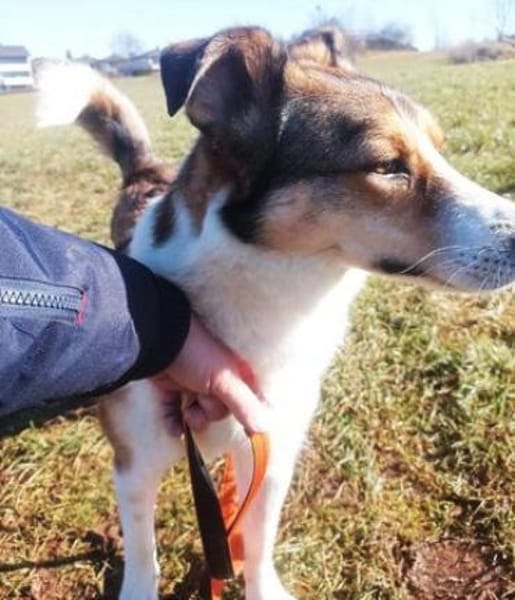 Cassy ist einfach eine Traumhündin!