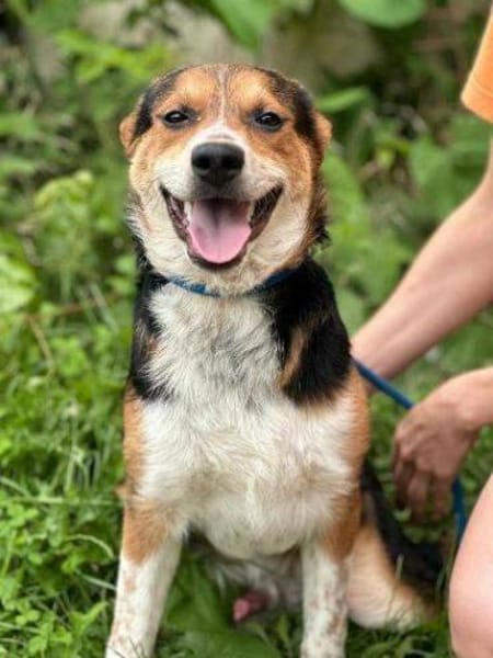 LEO sucht Familienanschluss