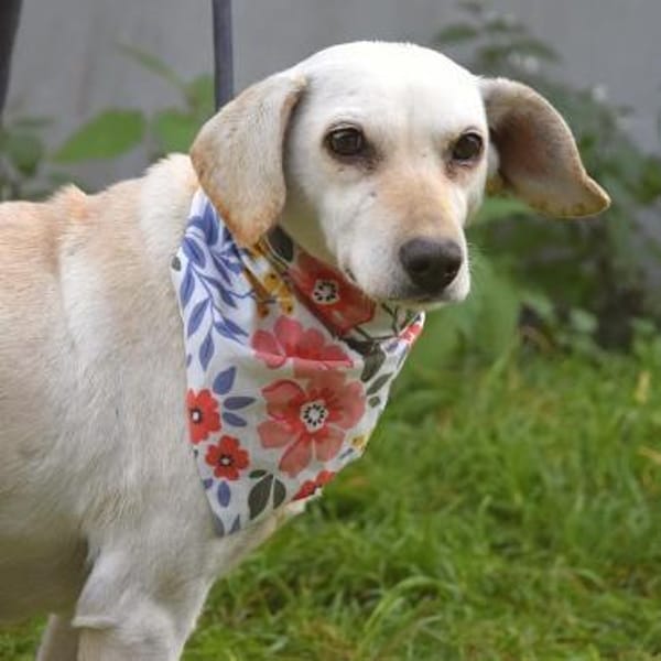 Bonitta wartet in Berlin!