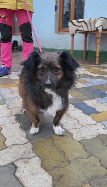 Filou, ein lieber Schmusebär wartet