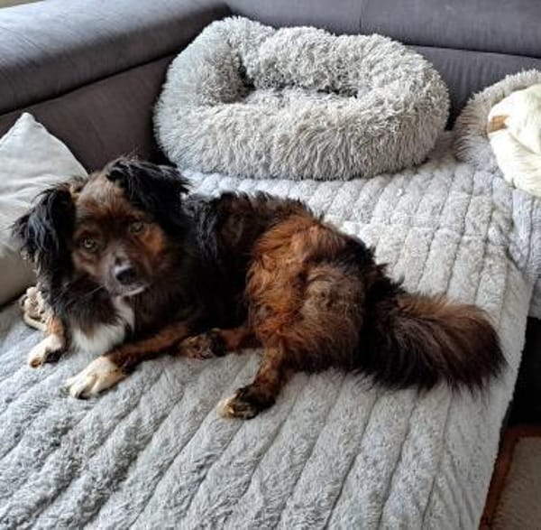 Filou, ein lieber Schmusebär wartet