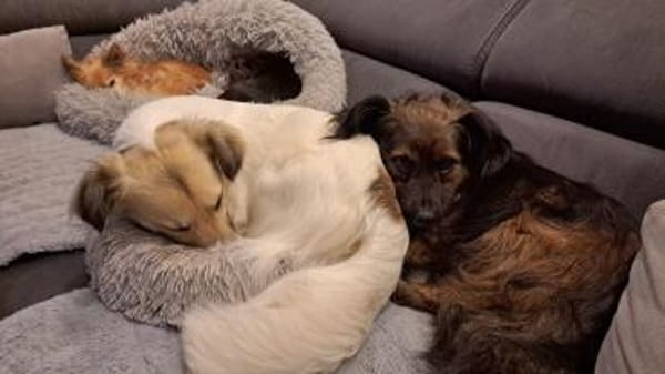 Filou, ein lieber Schmusebär wartet