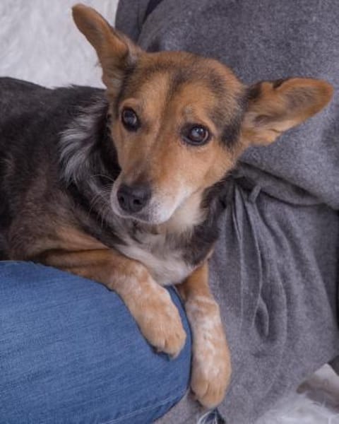 Pita - wünscht sich einen Altersruhesitz