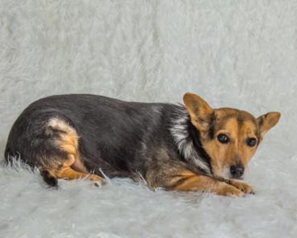 Pita - wünscht sich einen Altersruhesitz