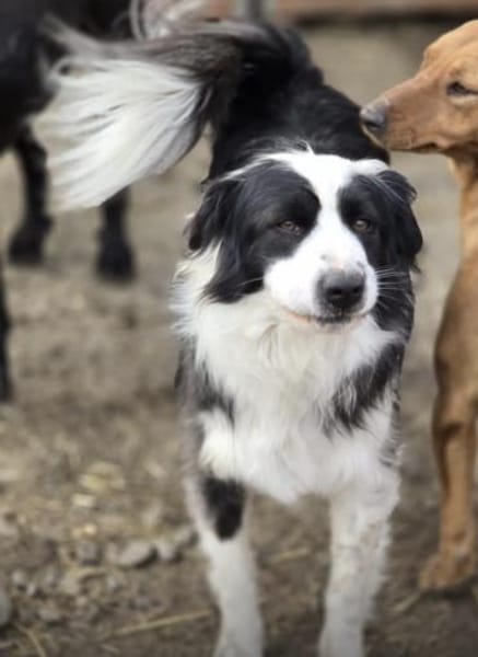 Wunderschöner Toffee