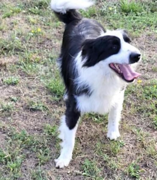 Wunderschöner Toffee