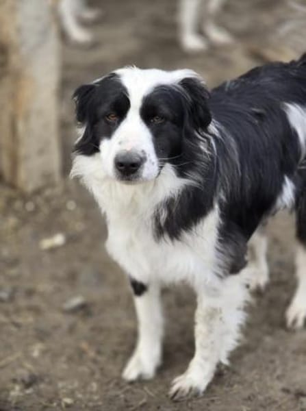 Wunderschöner Toffee