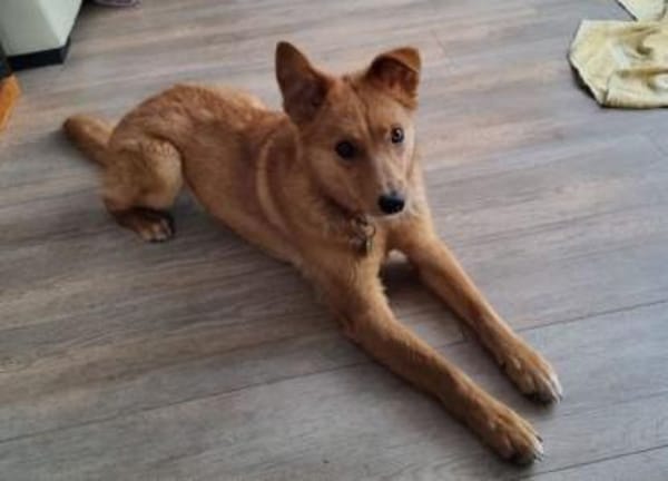 MEGGY sucht Körbchen