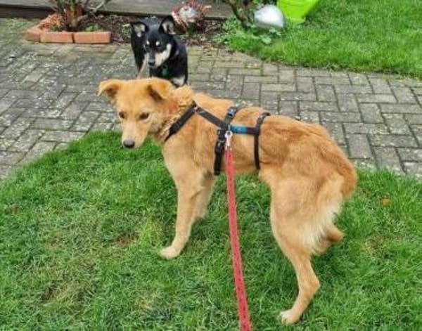 MEGGY sucht Körbchen