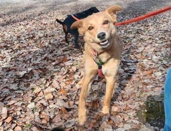 MEGGY sucht Körbchen