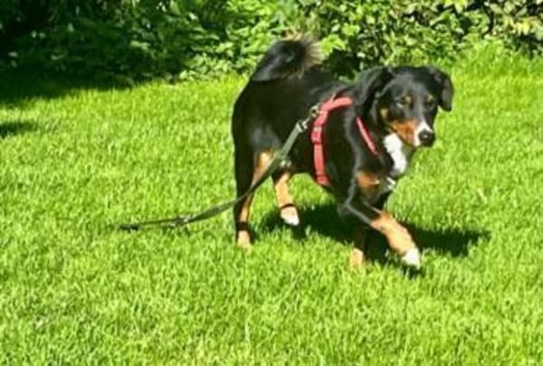 Amadeus ein kleinerer  Appenzeller