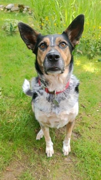 lieber Rüde Manolo auf PS 81475