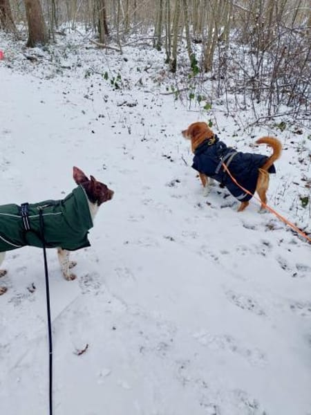 Traumhündin Cleo - sensible Begleiterin