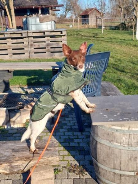 Traumhündin Cleo - sensible Begleiterin