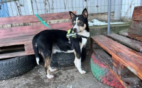 Cory sucht ein geduldiges Zuhause