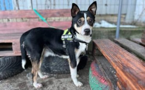 Cory sucht ein geduldiges Zuhause