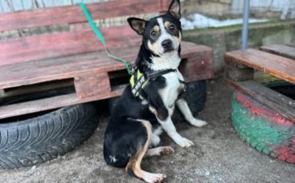 Cory sucht ein geduldiges Zuhause